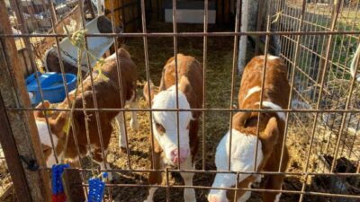 Edirne merkeze bağlı Orhaniye köyünde bir işletmede dünyaya gelen üçüz