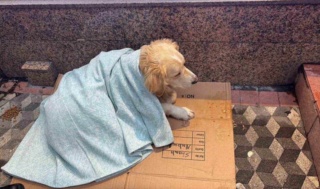 Zonguldak’ın Ereğli ilçesinde etkili olan kar yağışında üşüyen sokak köpeğine