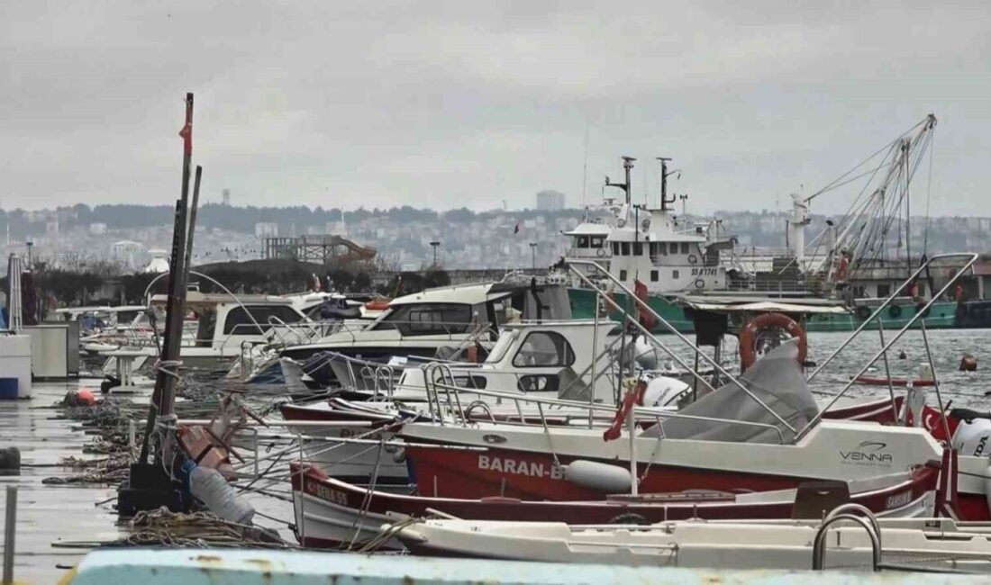 Karadeniz’de “denizlerin kralı” lüfer, adeta Karadenizli zekâsını konuşturdu; balıkçı teknelerinin