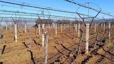 Manisa’nın Sarıgöl ilçesinde bir üzüm üreticisi, verimi düşük olan bağını