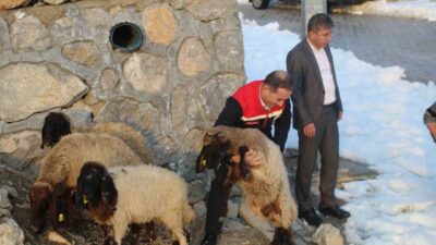 Şırnak merkez Yeşilyurt Mahallesi’nde bir ağıla giren vahşi hayvanlar, Hasan