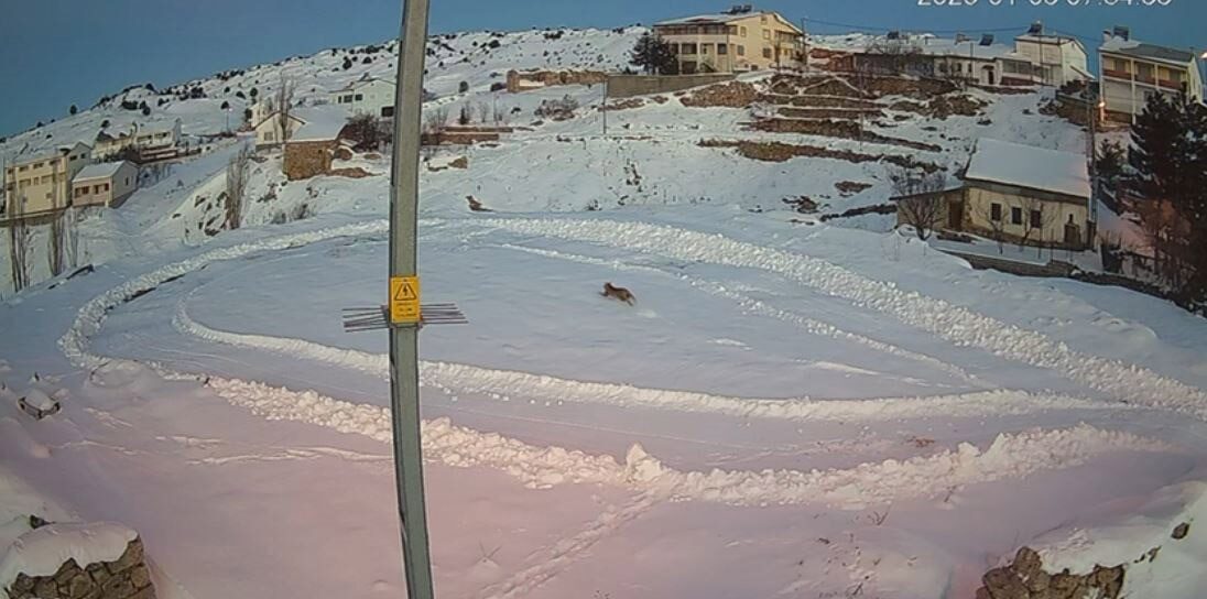 Sivas’ta bir köyde yaban tavşanını avlayan vaşağın bir gün sonra