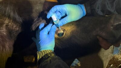 Kırklareli’nin Vize ilçesinde Tarım ve Orman Müdürlüğü ekipleri tarafından başlatılan