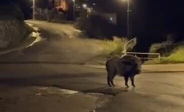 Zonguldak’ın Ereğli ilçesinde 3 yaban domuzu caddelere indi. Zonguldak’ın Ereğli