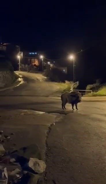 Zonguldak’ın Ereğli ilçesinde 3 yaban domuzu caddelere indi. Zonguldak’ın Ereğli