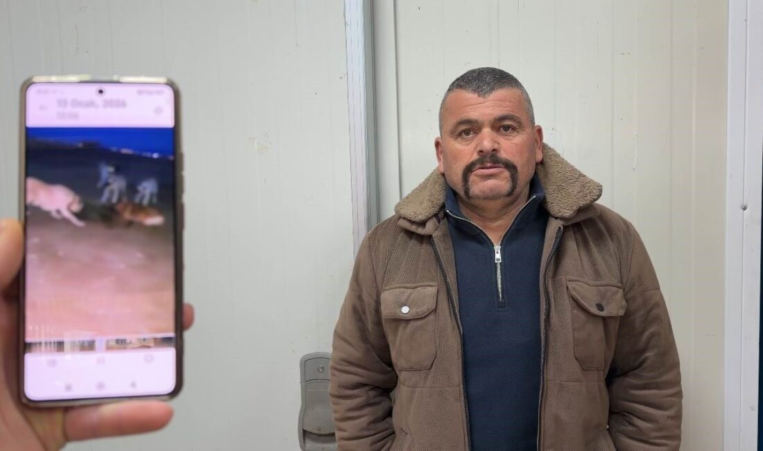 Konya’nın Beyşehir ilçesinde bir vatandaş mallarına zarar veren yaban domuzunu