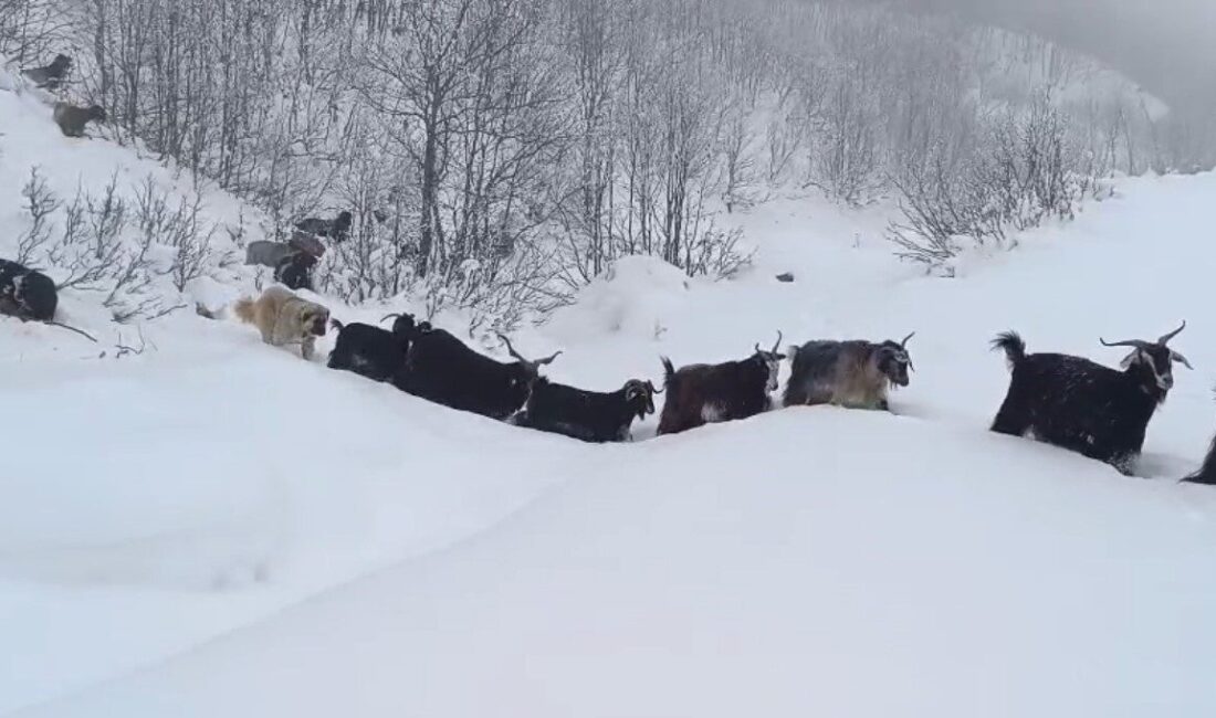 Muş’un Karabey köyüne bağlı Kamış mezrasında hayvanlarını otlatan çoban, yaban
