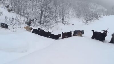 Muş’un Karabey köyüne bağlı Kamış mezrasında hayvanlarını otlatan çoban, yaban