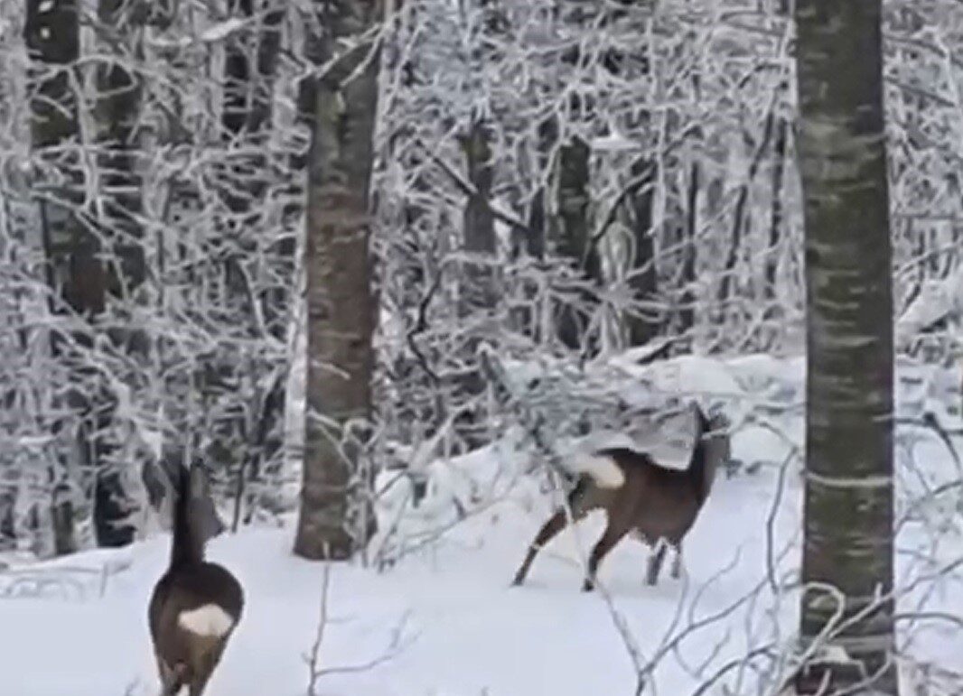Sakarya’nın Geyve ilçesinde kar yağışı nedeniyle yiyecek bulmakta güçlük çeken
