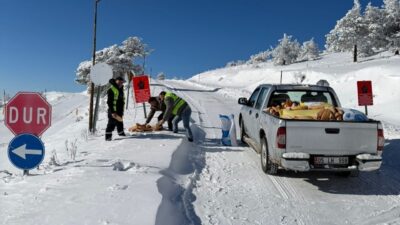 Amasya’nın Merzifon ilçesinde kar yağışı sonrası doğada yiyecek bulmakta zorlanan