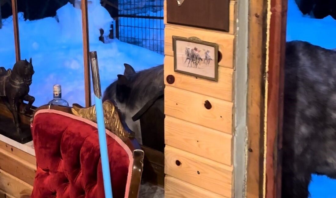 Bolu’da etkili olan kar yağışı nedeniyle doğada yiyecek bulmakta güçlük