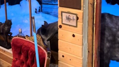 Bolu’da etkili olan kar yağışı nedeniyle doğada yiyecek bulmakta güçlük