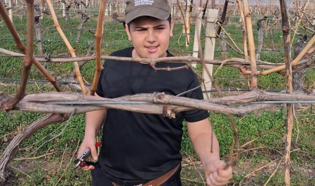 Yağışların sona ermesiyle birlikte Manisa’nın Sarıgöl ilçesinde üzüm üreticileri bağlara