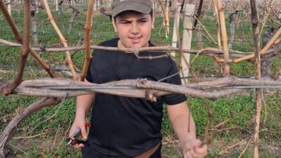 Yağışların sona ermesiyle birlikte Manisa’nın Sarıgöl ilçesinde üzüm üreticileri bağlara