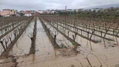 Manisa’nın Sarıgöl ilçesinde aralıksız devam eden sağanak yağışlar, üzüm bağlarının