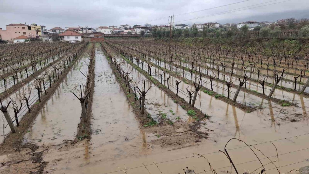 Manisa’nın Sarıgöl ilçesinde aralıksız devam eden sağanak yağışlar, üzüm bağlarının