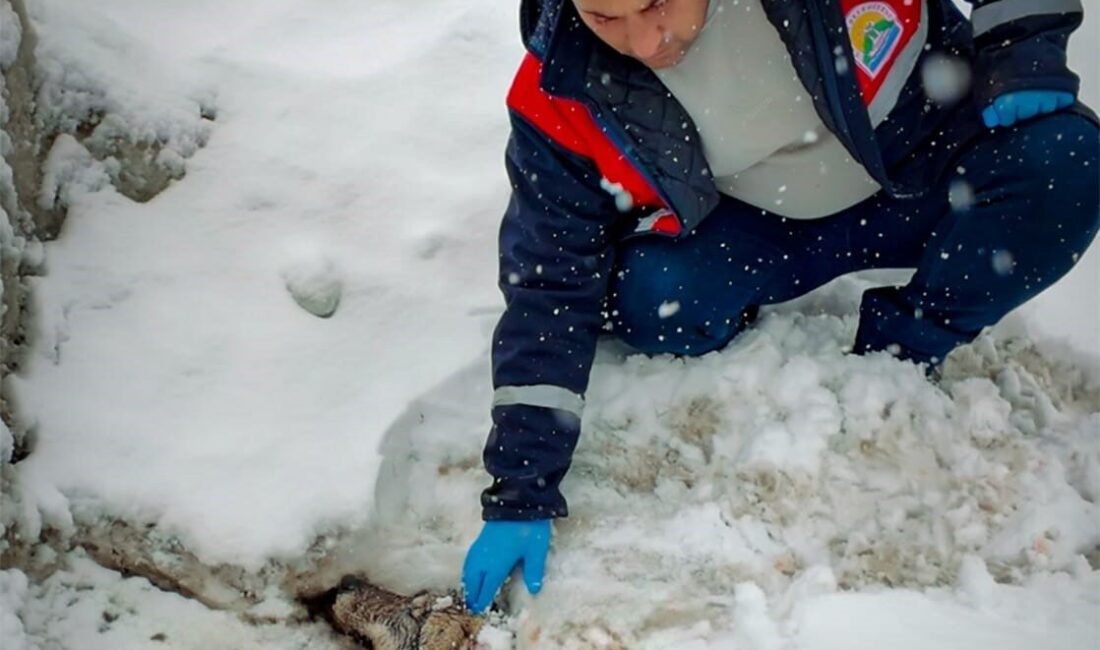 Bitlis’te doğada yaralı halde bulunan bir kurt, ekiplerin çalışmasıyla koruma