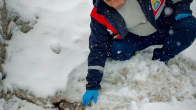 Bitlis’te doğada yaralı halde bulunan bir kurt, ekiplerin çalışmasıyla koruma