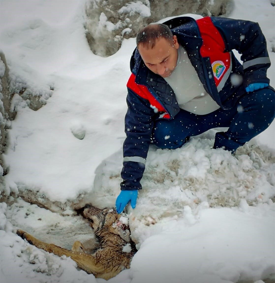 Bitlis’te doğada yaralı halde bulunan bir kurt, ekiplerin çalışmasıyla koruma