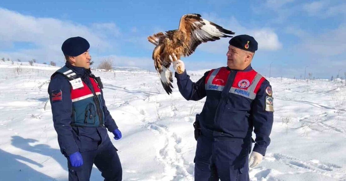 Yozgat’ta yaralı halde bulunan kızıl şahin, koruma altına alındı. Sorgun