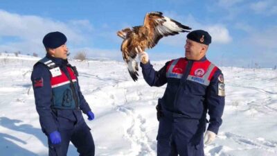 Yozgat’ta yaralı halde bulunan kızıl şahin, koruma altına alındı. Sorgun