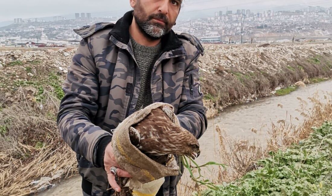 Kahramanmaraş’ta düzenli doğa gözlemleri sırasında yaralı halde bulunan şahin tedavi