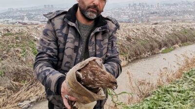 Kahramanmaraş’ta düzenli doğa gözlemleri sırasında yaralı halde bulunan şahin tedavi
