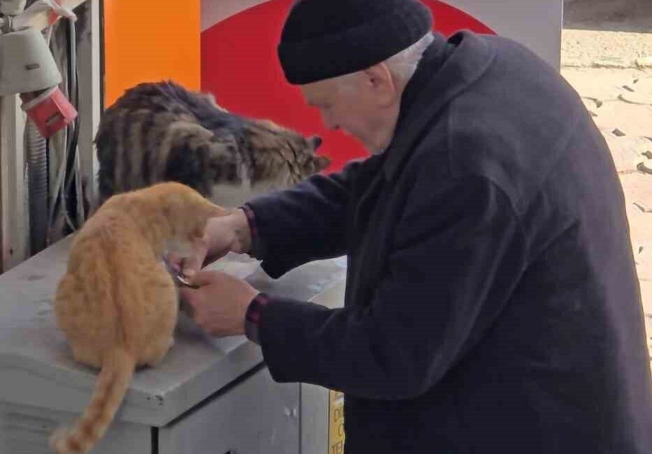 Karabük’ün Safranbolu ilçesinde bir yaşlı adamın, sokak kedileri için aldığı