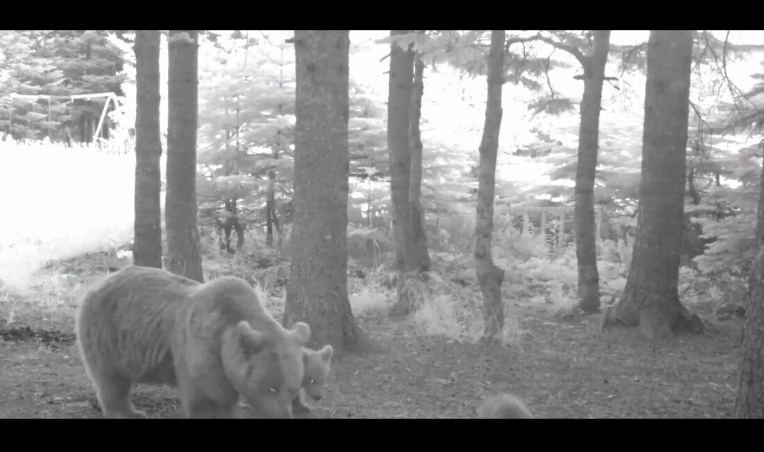 Türkiye’nin en büyük kara memelilerinden olan Bozayı’nın (Ursus arctos), yaban