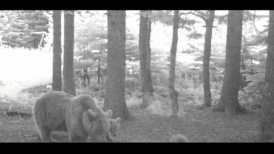 Türkiye’nin en büyük kara memelilerinden olan Bozayı’nın (Ursus arctos), yaban