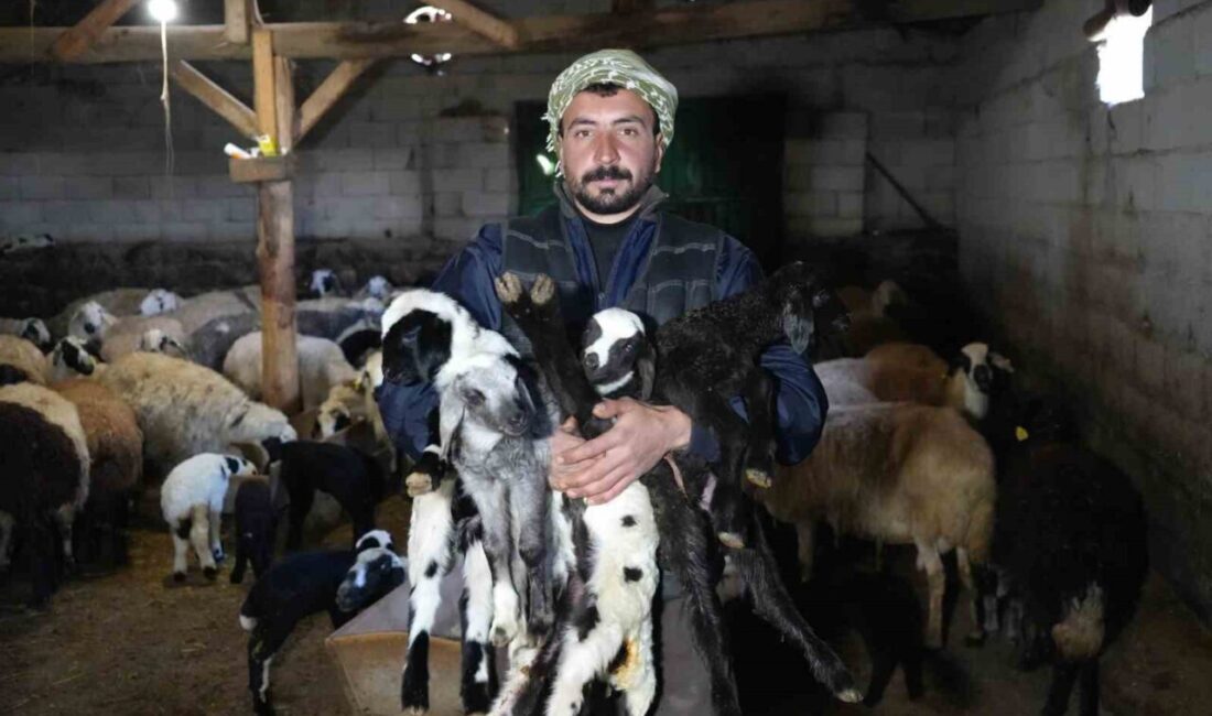 Erzincan’da koyunların kuzulama döneminin başlamasıyla birlikte yeni yılın ilk kuzuları