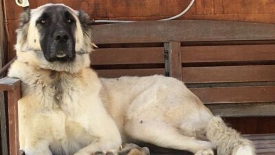 Muğla’nın Datça ilçesinde silahla yaralandığı tahmin edilen bir köpek, yapılan