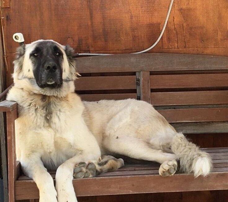 Muğla’nın Datça ilçesinde silahla yaralandığı tahmin edilen bir köpek, yapılan