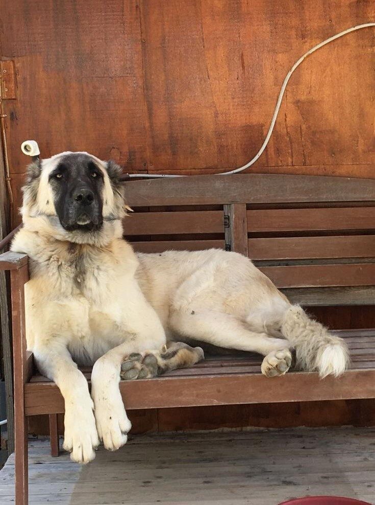 Muğla’nın Datça ilçesinde silahla yaralandığı tahmin edilen bir köpek, yapılan