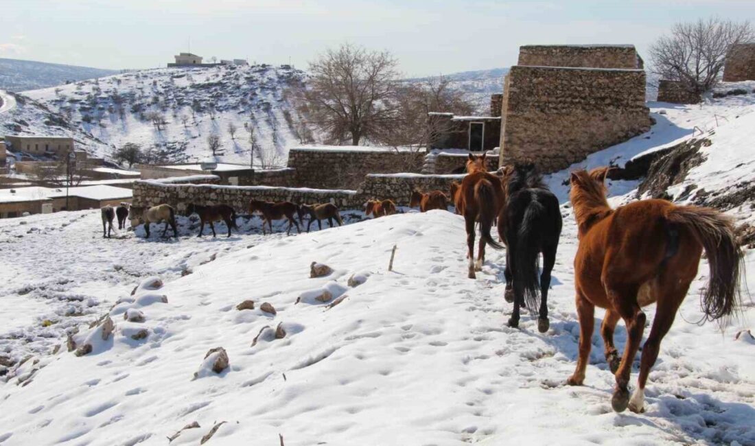 Şırnak’ın İdil ilçesine bağlı Gabar Dağı eteklerinde bulunan Mağara köyündeki