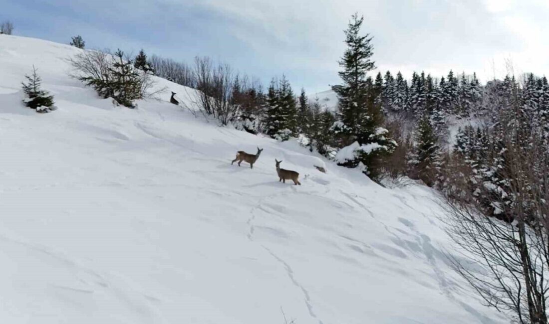 Giresun’un Kulakkaya Yaylası’nda kar yağışının ardından beyaza bürünen doğa, yaban