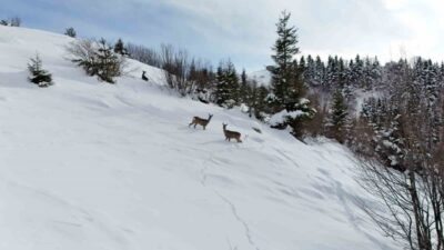 Giresun’un Kulakkaya Yaylası’nda kar yağışının ardından beyaza bürünen doğa, yaban