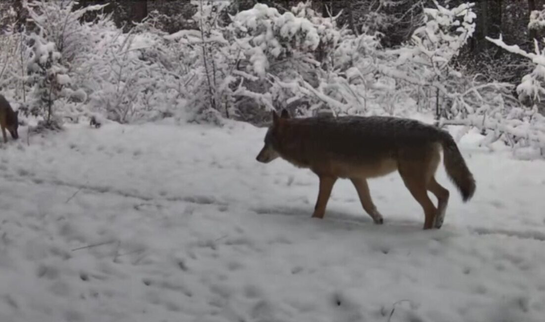 Karabük’ün Ovacık ilçesinde vaşak ve kurtlar yiyecek ararken fotokapana yansıdı.