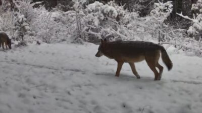 Karabük’ün Ovacık ilçesinde vaşak ve kurtlar yiyecek ararken fotokapana yansıdı.