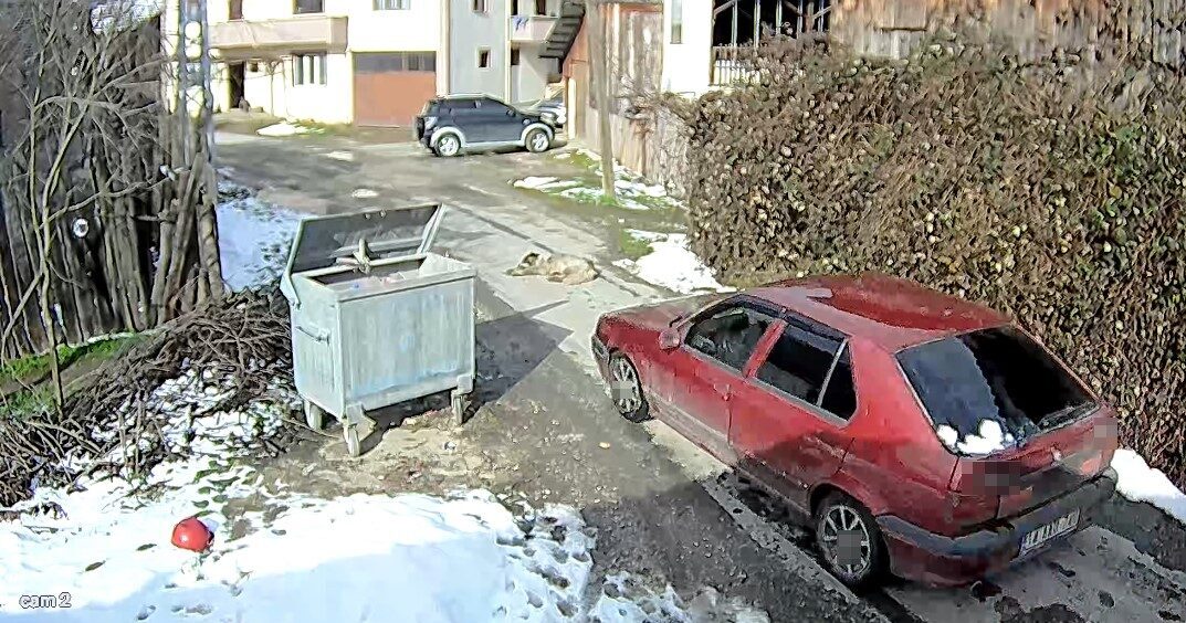 Bolu’da bir sürücü, yolda uyuyan köpeğin üzerinden aracıyla geçerek yoluna
