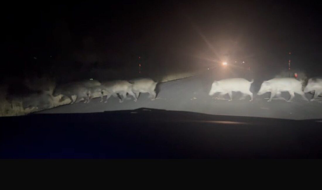 Eskişehir’de yolun karşısına geçen yaban domuzu sürüsü amatör kamera ile