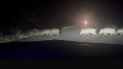 Eskişehir’de yolun karşısına geçen yaban domuzu sürüsü amatör kamera ile