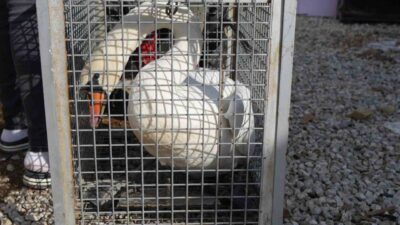 Ankara’nın Elmadağ ilçesinde evin bahçesine düşen kuğu, bir gün boyunca