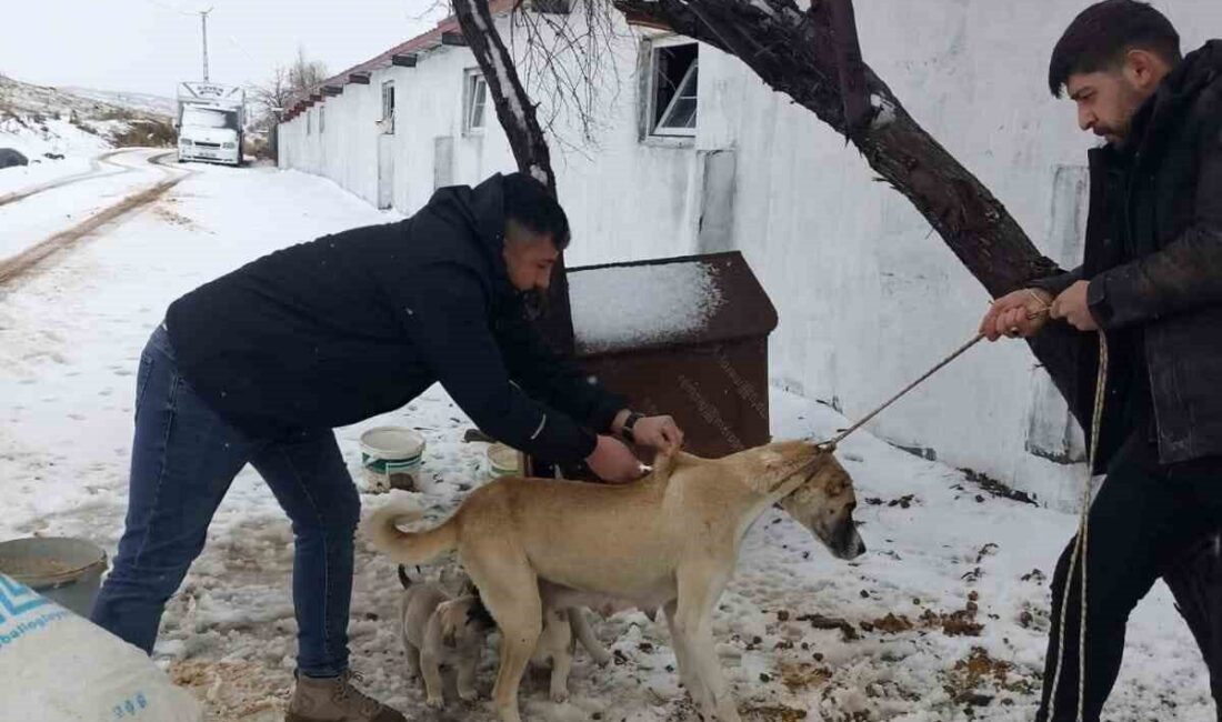 5199 sayılı Hayvanları Koruma Kanunu kapsamında Yozgat genelinde 2025 yılı