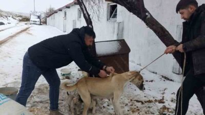 5199 sayılı Hayvanları Koruma Kanunu kapsamında Yozgat genelinde 2025 yılı