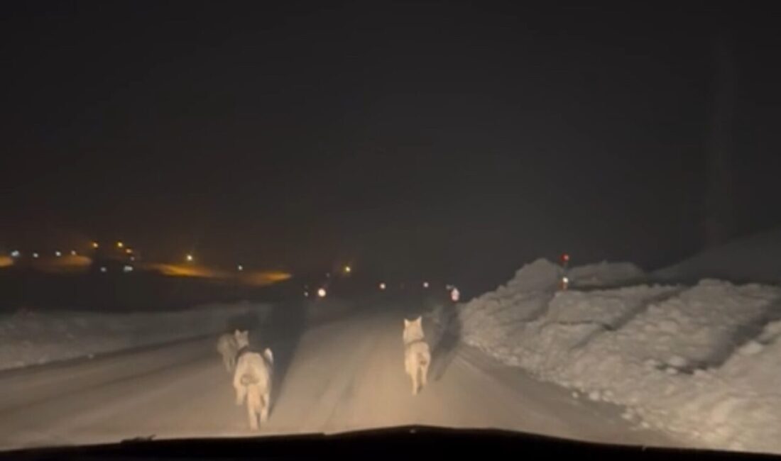 Hakkari’nin Yüksekova ilçesinde aç kalan kurt sürüsünün yerleşim yerlerine kadar