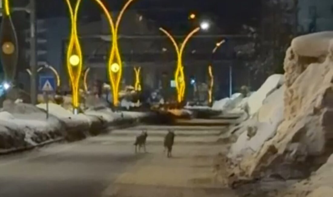 Hakkari’nin Yüksekova ilçesinde etkili olan olumsuz hava şartları nedeniyle aç