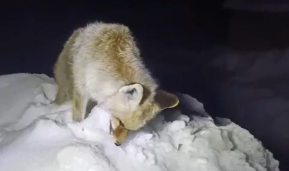 HAKKARİ (İHA) – Hakkari’nin Yüksekova ilçesinde etkili olan dondurucu soğuklar