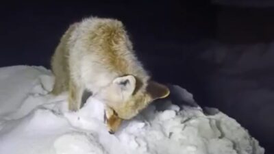 HAKKARİ (İHA) – Hakkari’nin Yüksekova ilçesinde etkili olan dondurucu soğuklar