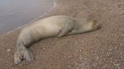 Antalya’da Mermerli Plajı’nda kumsalda hareketsiz halde bulunan yetişkin Akdeniz foku,